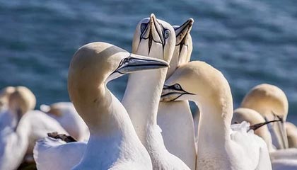开云体育下载网页版-上海海港新援首秀表现抢眼，上海海港引进新内援