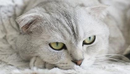 开云官方-巴列卡诺客场抢分成功，击败对手，巴列卡诺升级