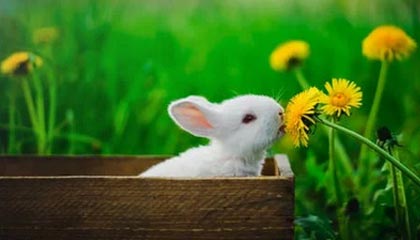 开云官方-巴列卡诺客场抢分成功，击败对手，巴列卡诺升级